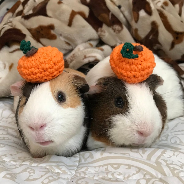 Guinea Pig Pumpkin Hat