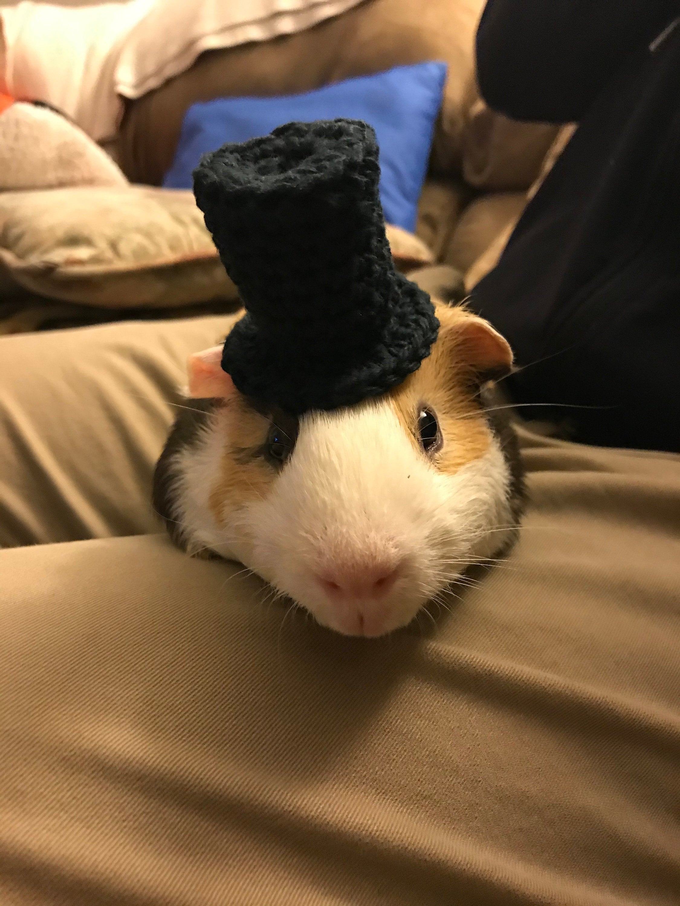 Guinea pig top hat sales