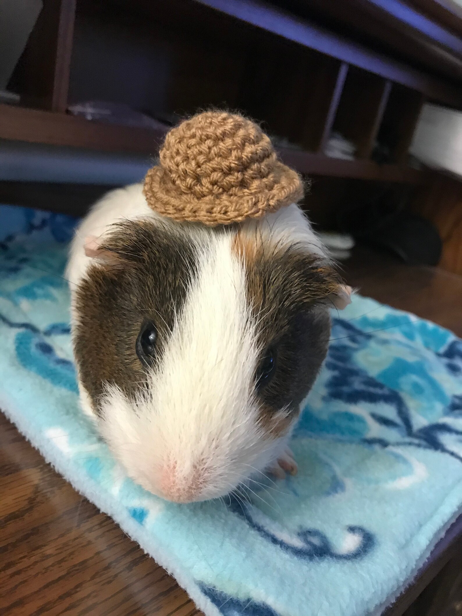 CROCHET PATTERN Guinea Pig Straw Hat Etsy