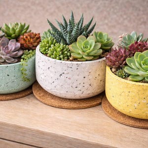 Puede incluir: Tres arreglos de suculentas en macetas de cerámica moteada, cada uno sobre un posavasos redondo de corcho. Las macetas son de color verde pastel, blanco y amarillo, llenas de varias suculentas verdes, moradas y rojas. El arreglo está sobre una superficie de madera.