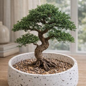 Könnte beinhalten: Ein Miniatur-Bonsai-Baum in einem gesprenkelten weißen Keramiktopf. Der Baum hat einen strukturierten braunen Stamm und leuchtend grüne Blätter. Der Topf ist mit kleinen Kieselsteinen gefüllt, und der Baum steht auf einer Holzoberfläche.