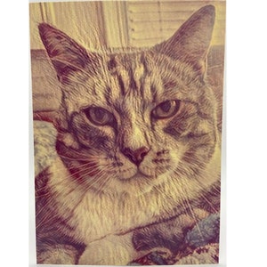 Cartão postal de gato da coleção de arte Royal Cat de Simba