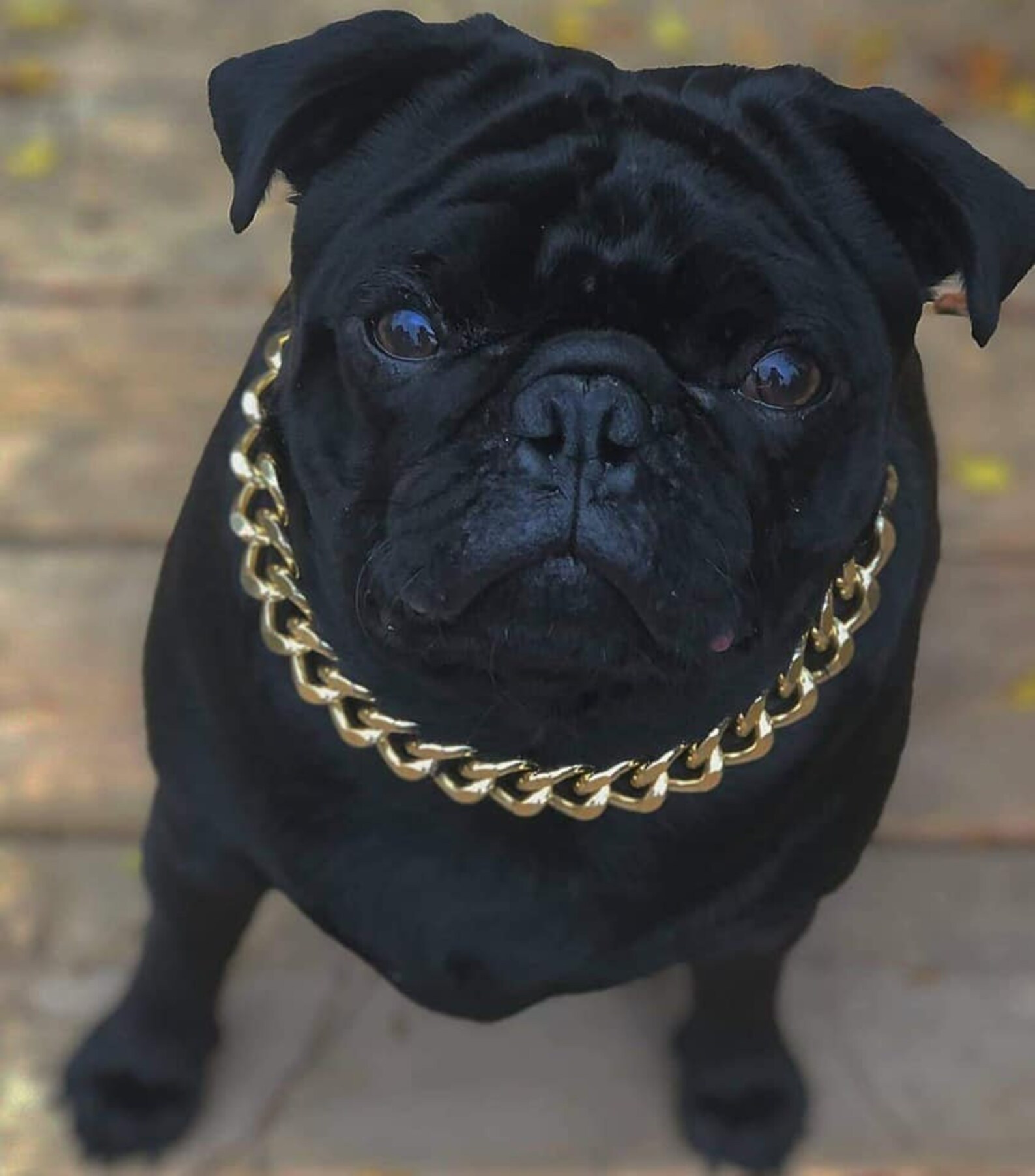 Silver Plated Dog Chain/ Necklace Cuban Link Our Custom Etsy