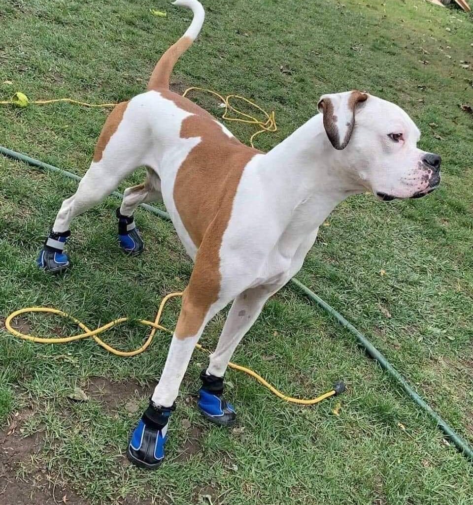 Dog Boots That Stay ON Waterproof Dog Boots Black Dog Etsy