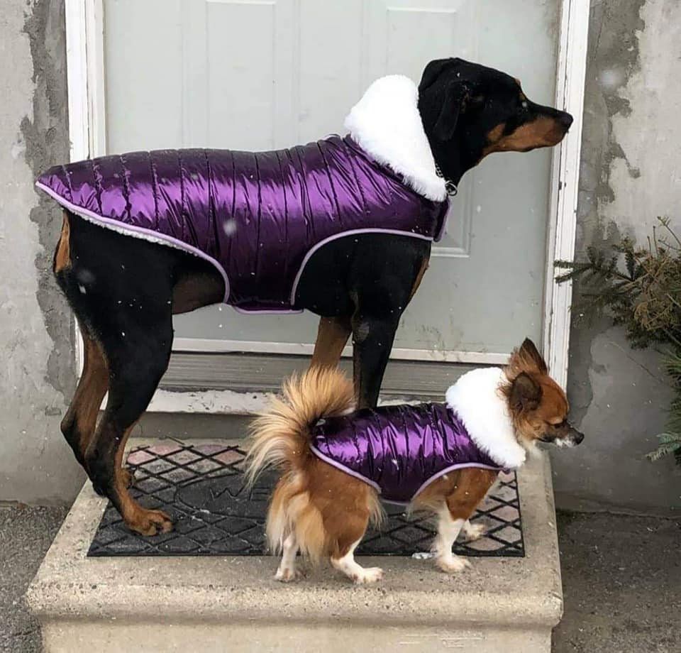 purple dog coat