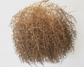 Authentic West Texas Tumbleweed Decor