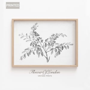 Stampa schizzo di ramo vintage, disegno minimalista, ramo di albero in fiore botanico, ramoscello, natura, incisione, rustico, decorazione da fattoria francese, giclée n. 64