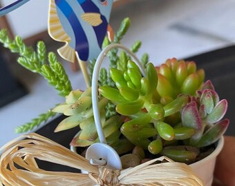 Party Favors of Succulent Arrangements