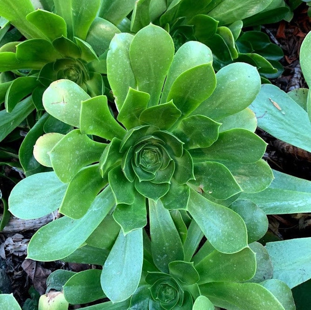 Irish Rose Aeonium Mint Saucer Green - Etsy