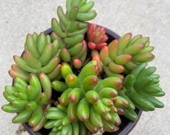 Jelly Beans Succulents