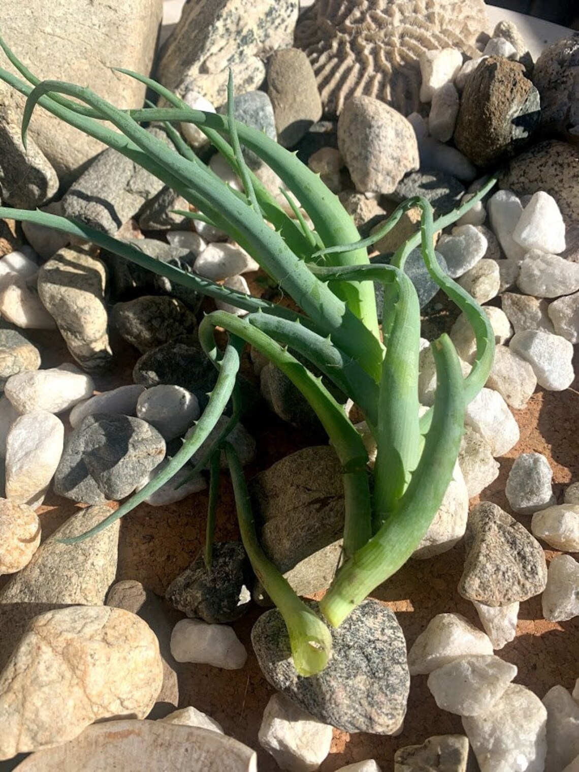 Candelabra Aloe 69 inches tall Etsy