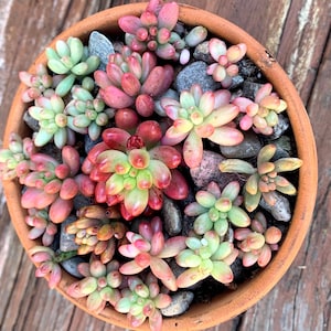 May include: A terracotta pot filled with a variety of succulent plants. The succulents are a mix of green, pink, and red hues. The pot is sitting on a wooden surface.