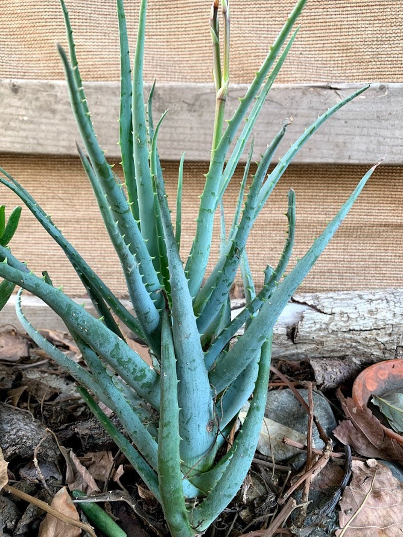 Candelabra Aloe 69 Inches Tall Etsy