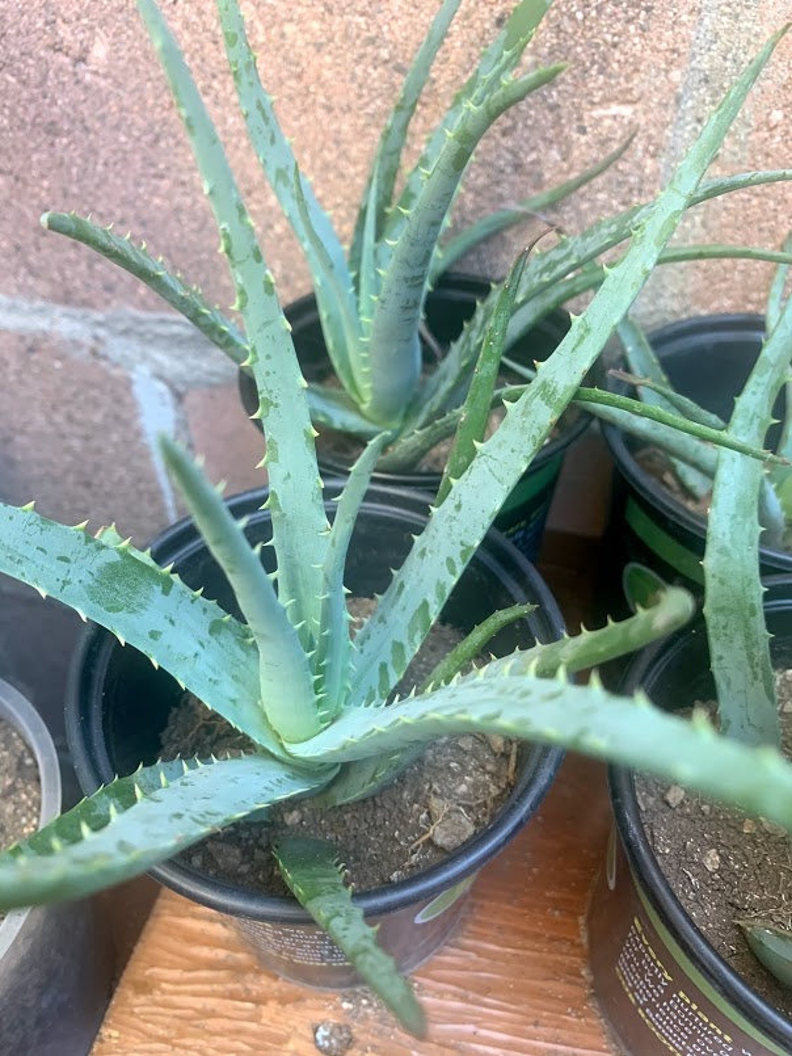 Candelabra Aloe 69 Inches Tall Etsy