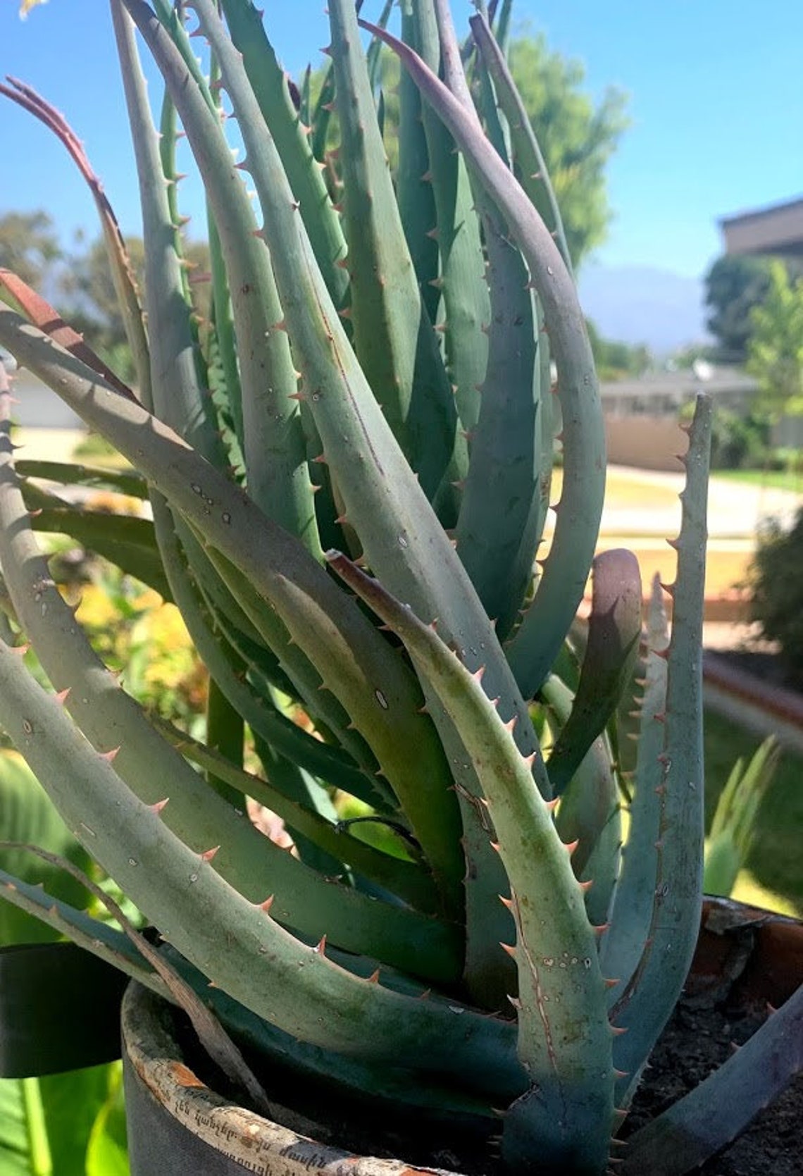 Candelabra Aloe 69 Inches Tall Etsy