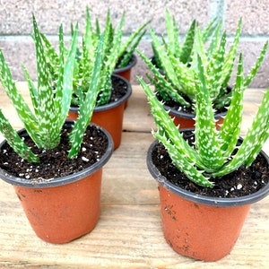 Chinese Aloe