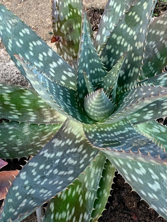 Aloe Vera Cuttings - Etsy Canada