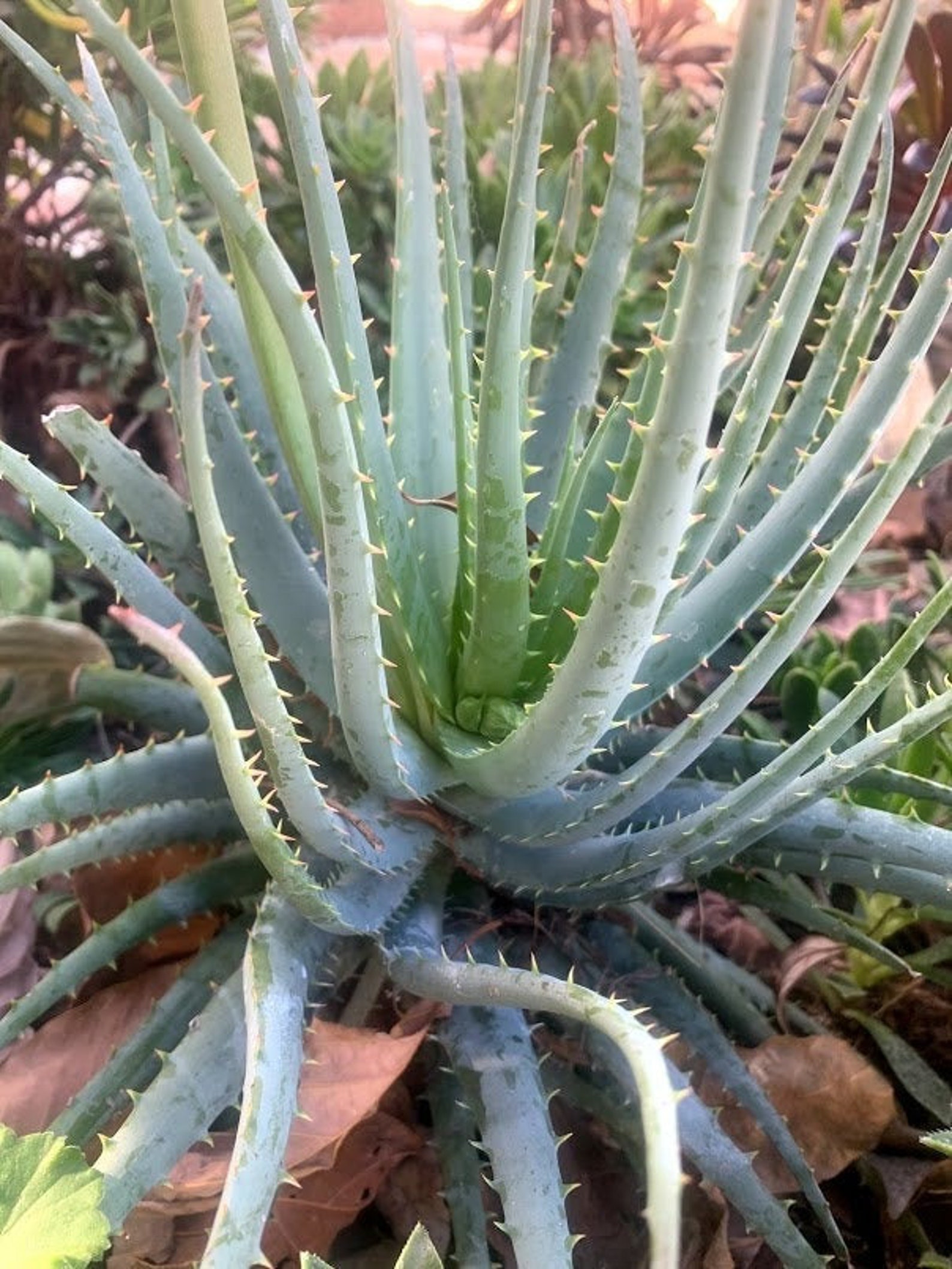 Candelabra Aloe 69 Inches Tall Etsy