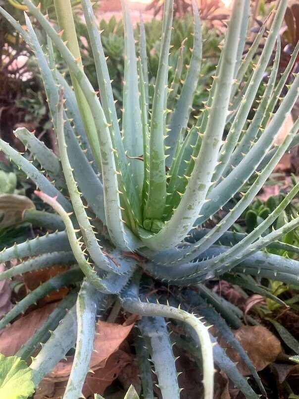 Candelabra Aloe 69 Inches Tall Etsy