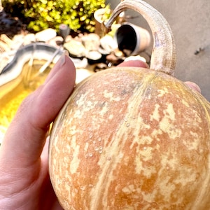 May include: A small, round pumpkin with a tan and cream-colored marbled pattern. The pumpkin has a curved stem and is held in a person's hand. The background is blurred, showing a water feature and greenery.