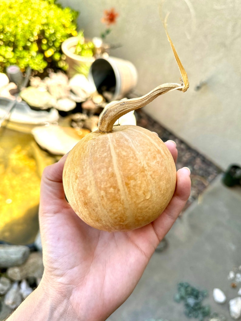 Coyote Gourds Melons California High Desert Grown and Etsy