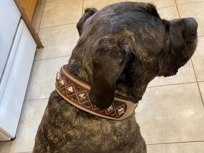 May include: A brown dog wearing a tan leather collar with silver studs and green gemstones.
