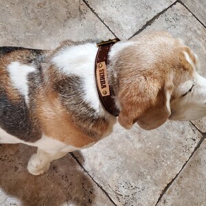Puede incluir: Un collar de perro de cuero marr&oacute;n con una hebilla de lat&oacute;n y una placa rectangular con el nombre "SIMBA".