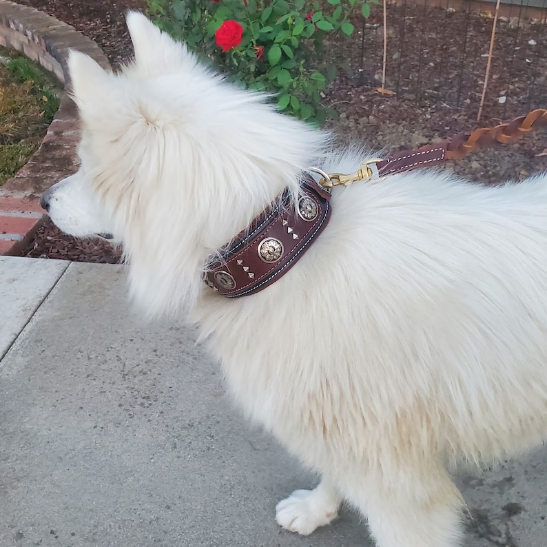 May include: A white dog wearing a brown leather collar with silver studs and a brass buckle. The collar has a decorative design with geometric shapes.