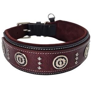 May include: A brown leather dog collar with silver accents and studs. The collar has a black leather lining and a white stitching detail.