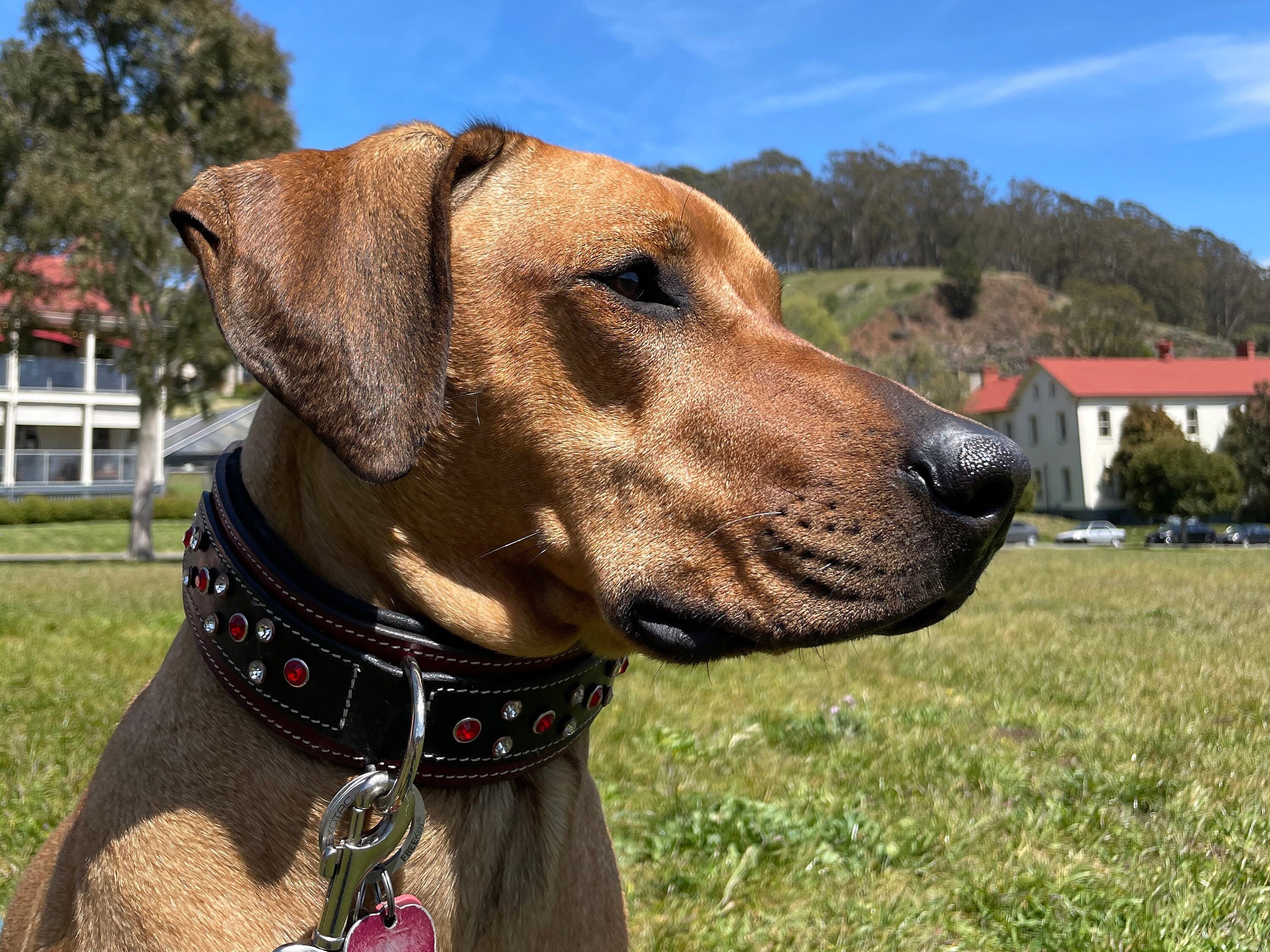 BlazingPaws Vibrington Martingale Leather Dog Collar - Distressed Leather For Large Dogs 15-19"