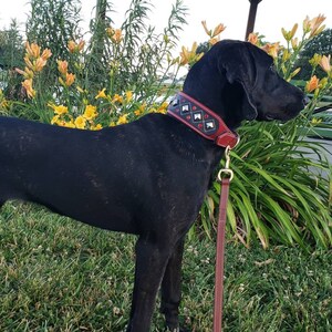 May include: A black dog wearing a red leather collar with silver studs and a matching leash. The dog is standing in a grassy area with yellow flowers in the background.