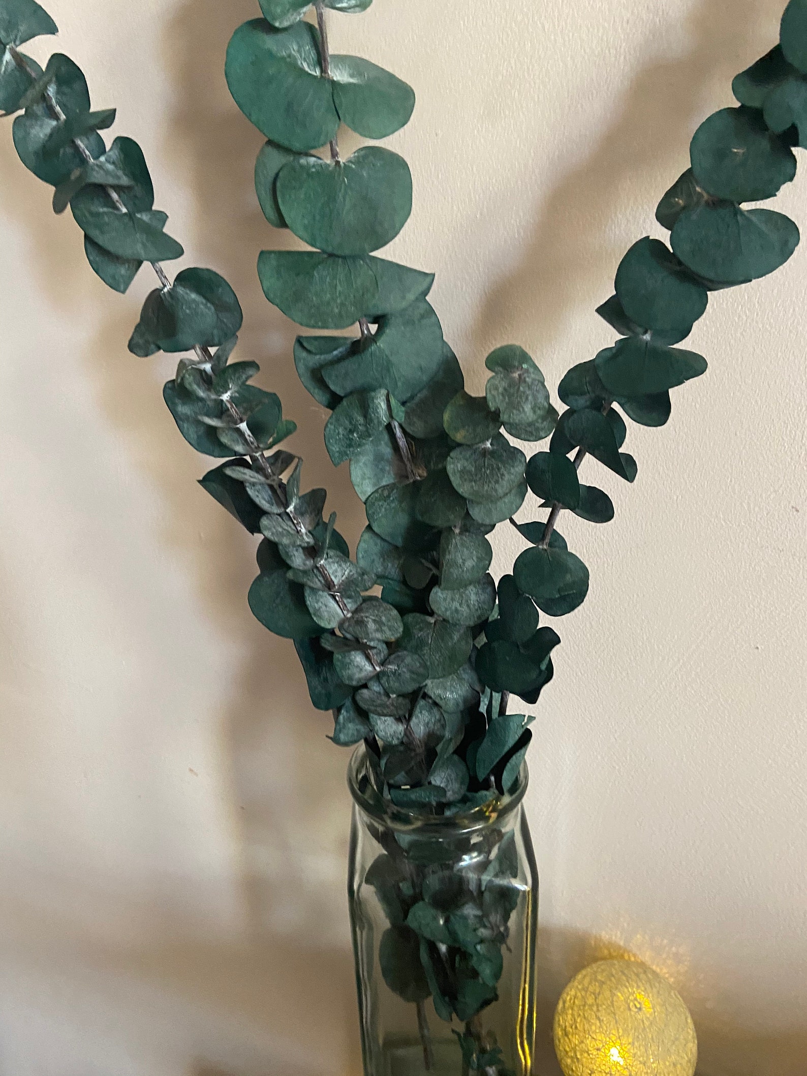 Dried eucalyptus 4 stems Etsy