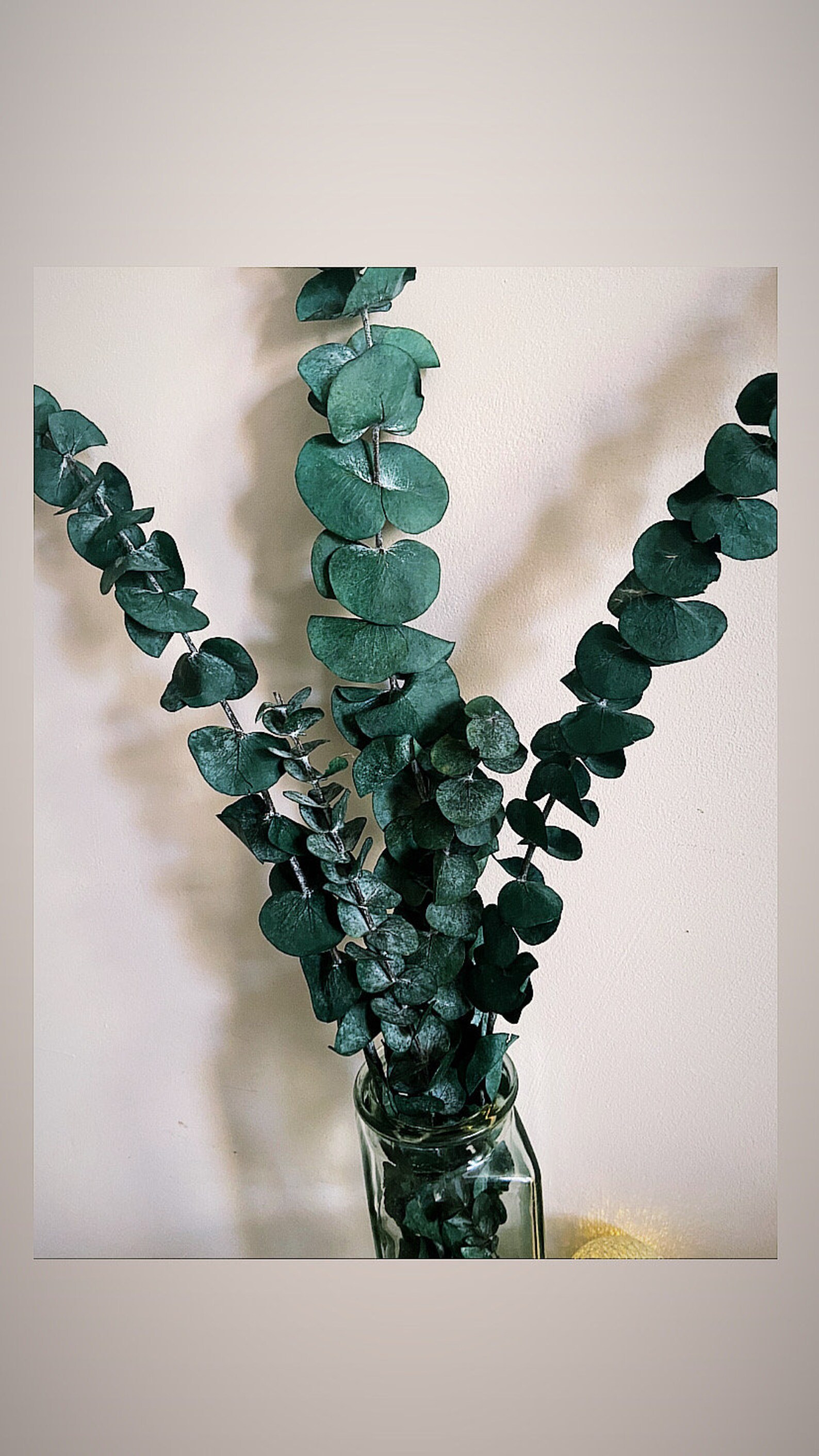 Dried eucalyptus 4 stems Etsy