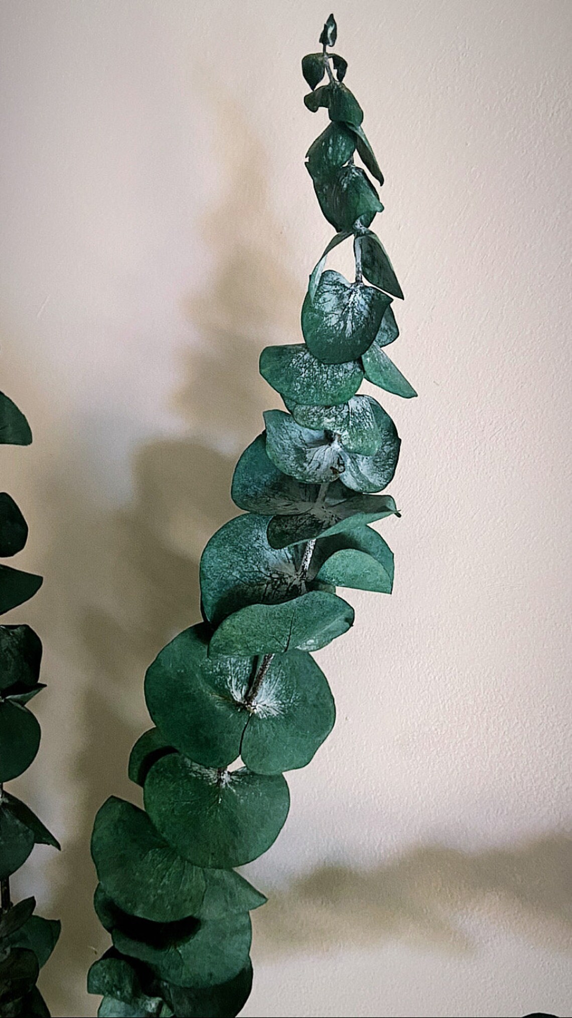 Dried eucalyptus 4 stems Etsy