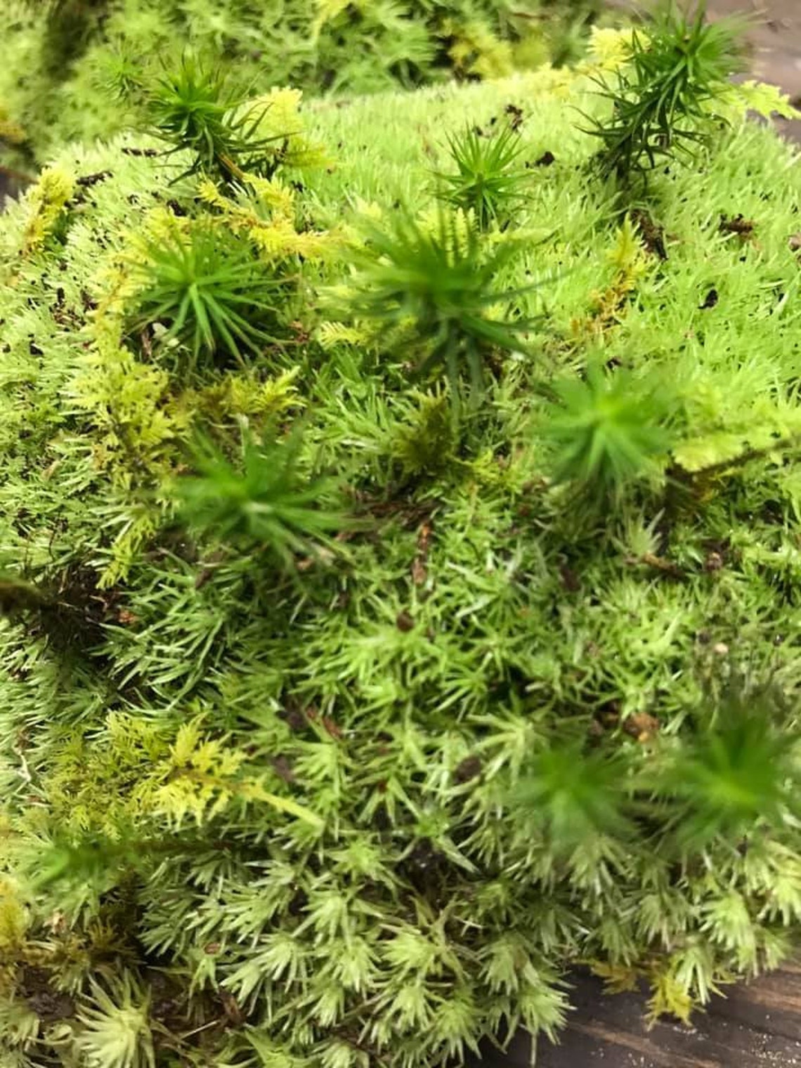Live Cushion Moss Etsy
