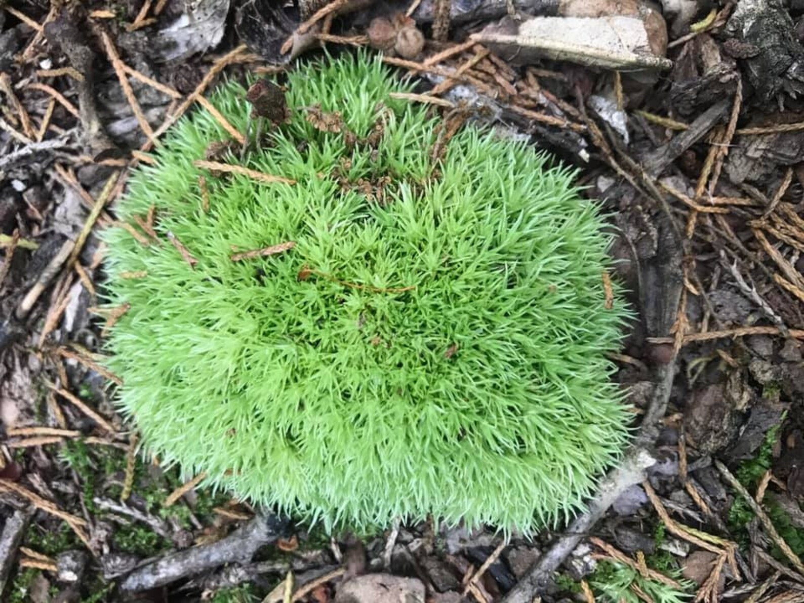 Live Cushion Moss Etsy