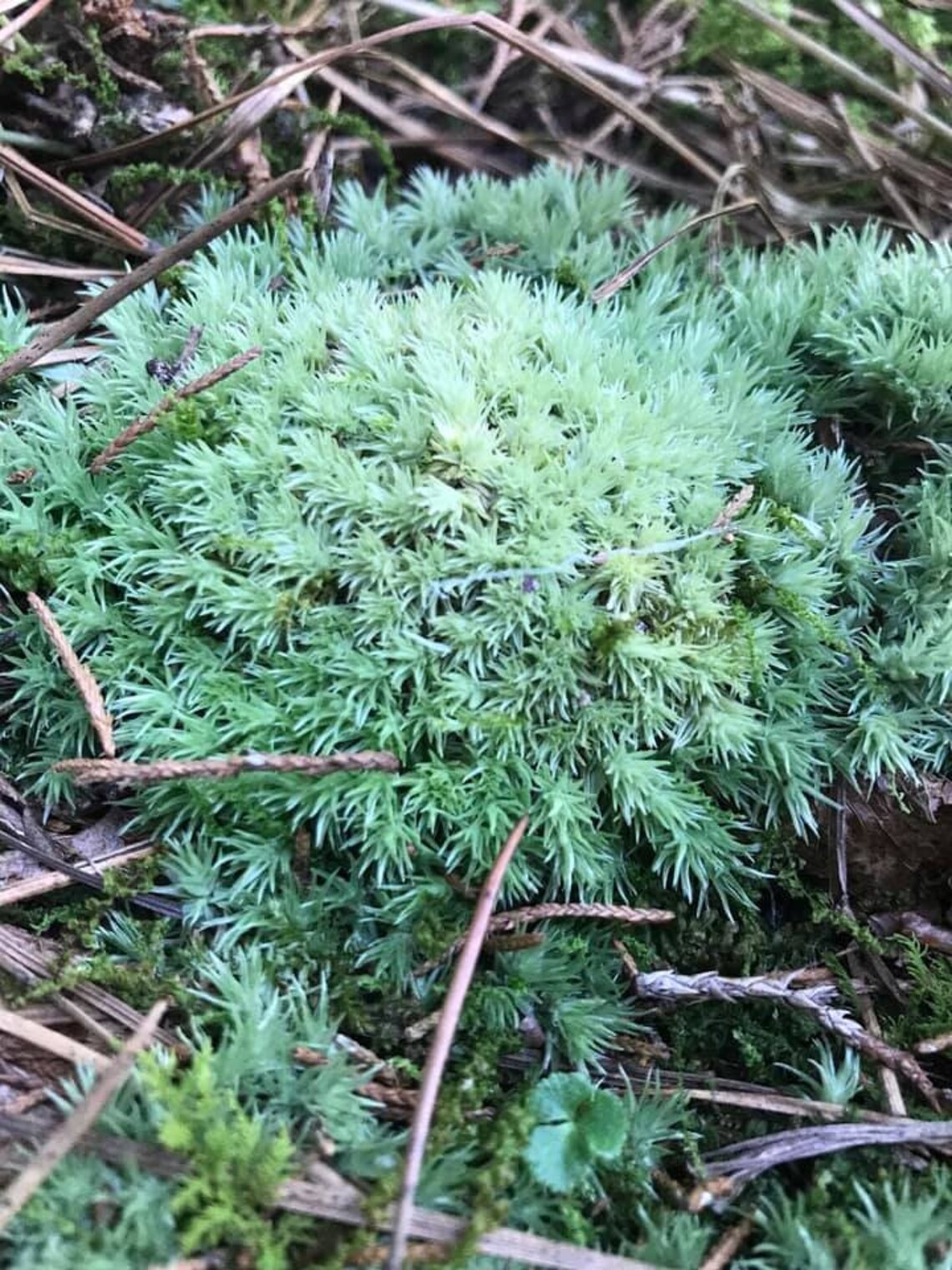 Live Cushion Moss Etsy