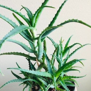 Krantz aloe; Tree aloe; Candelabra aloe