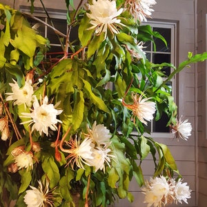 Dutchman Pipe Cactus - Etsy