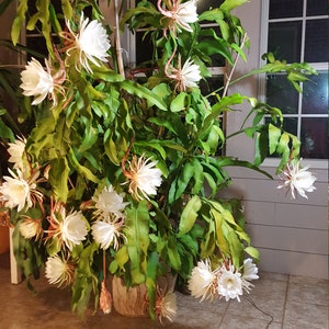Dutchman&#39;s Pipe Cactus, Epiphyllum oxypetalum, Queen of the night, 昙花,  two well rooted plants