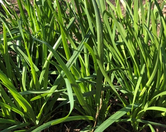 Garlic Chives,  Herbs, 韭菜根; チャイブ;  Hẹ ; 부추; Perennial, Organic plants, bare roots