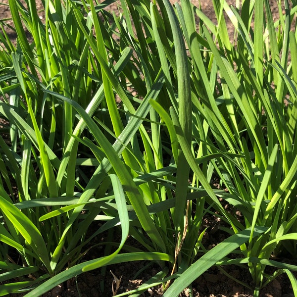 Garlic Chives,  Herbs, 韭菜根; チャイブ;  Hẹ ; 부추; Perennial, Organic plants, bare roots