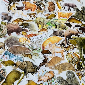40 pezzi di sagome di mammiferi vintage, sagome di animali fussy cuts, pacchetto di ispirazione per diari spazzatura, kit di scrapbooking, collage di carta, materiale per l'artigianato dei bambini