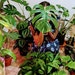 CuttingsNGreenery