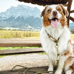 Op de afbeelding: Een bruine en witte Australian Shepherd hond met een groene en gouden hondenriem en halsband, zittend op een houten bank met een bergketen op de achtergrond.