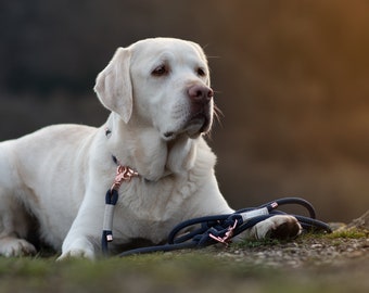 Hundeleine und Halsband Set große und kleine Hunde Farben personalisierbar