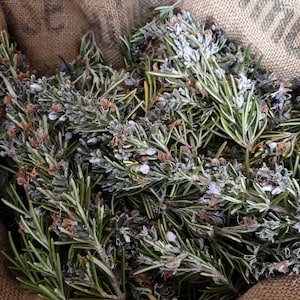 Rosemary (Salvia rosmarinus), wild, organic, dried