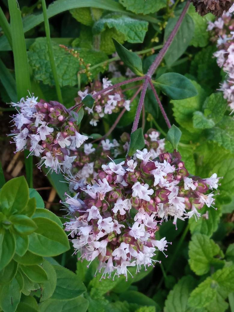 Feuilles et Fleurs d'origan | Origanum Vulgaris Séchées, Biologiques