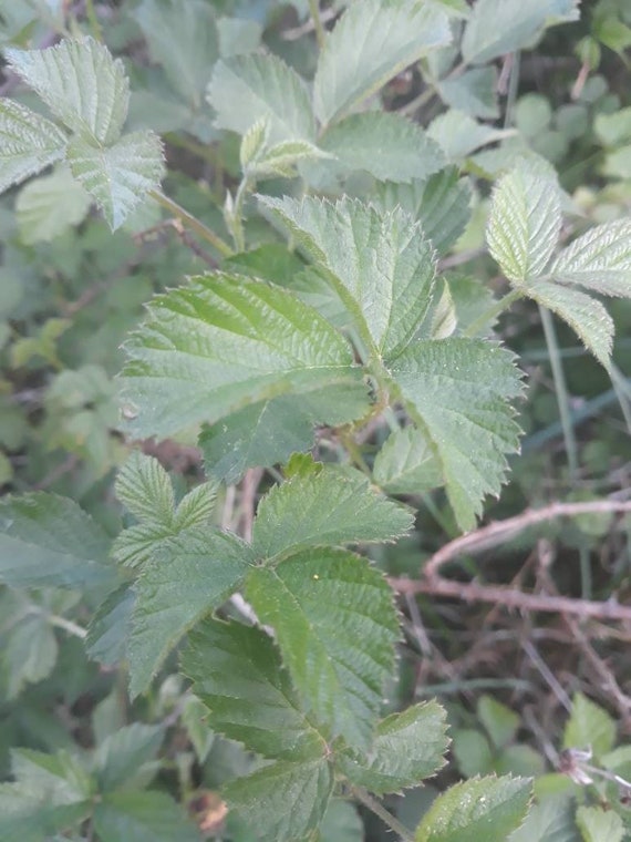 Blackberry leaves Rubus fruticosus Dried Etsy
