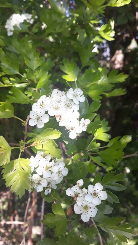 Fleurs d'aubépine | Crataegus Monogyna Séchées, Biologiques